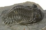 Detailed Hollardops Trilobite Fossil - Ofaten, Morocco #345161-2
